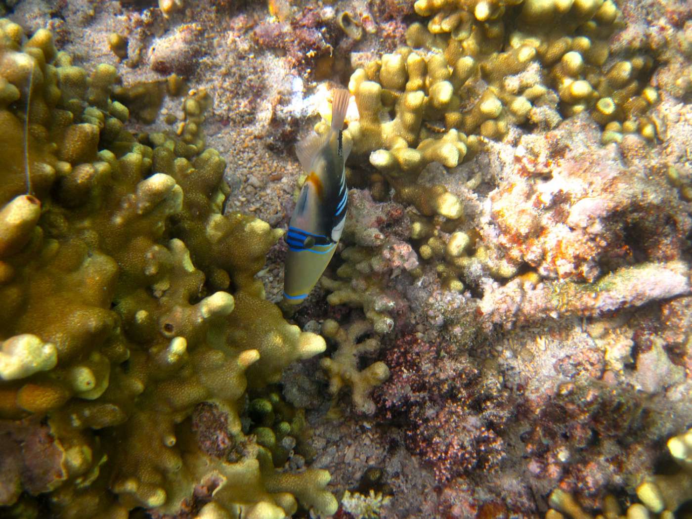 CEREPS PLONGEE Station balnéaire Saint-Gilles 974