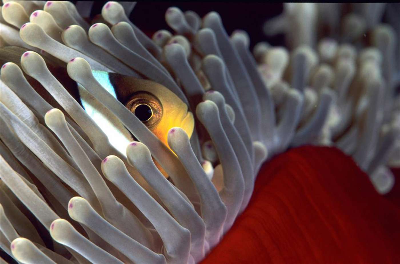 WULFY DIVING Saint-Paul Centre-ville 974