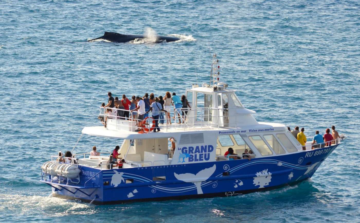 CROISIÈRES, DÉCOUVERTE, SAFARI OU COCKTAIL DU GRAND BLEU OU DU DAUPHIN SAFARI Station balnéaire Saint-Gilles 974