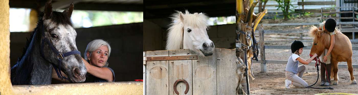 ECOLE D'EQUITATION Station balnéaire L'Hermitage 974