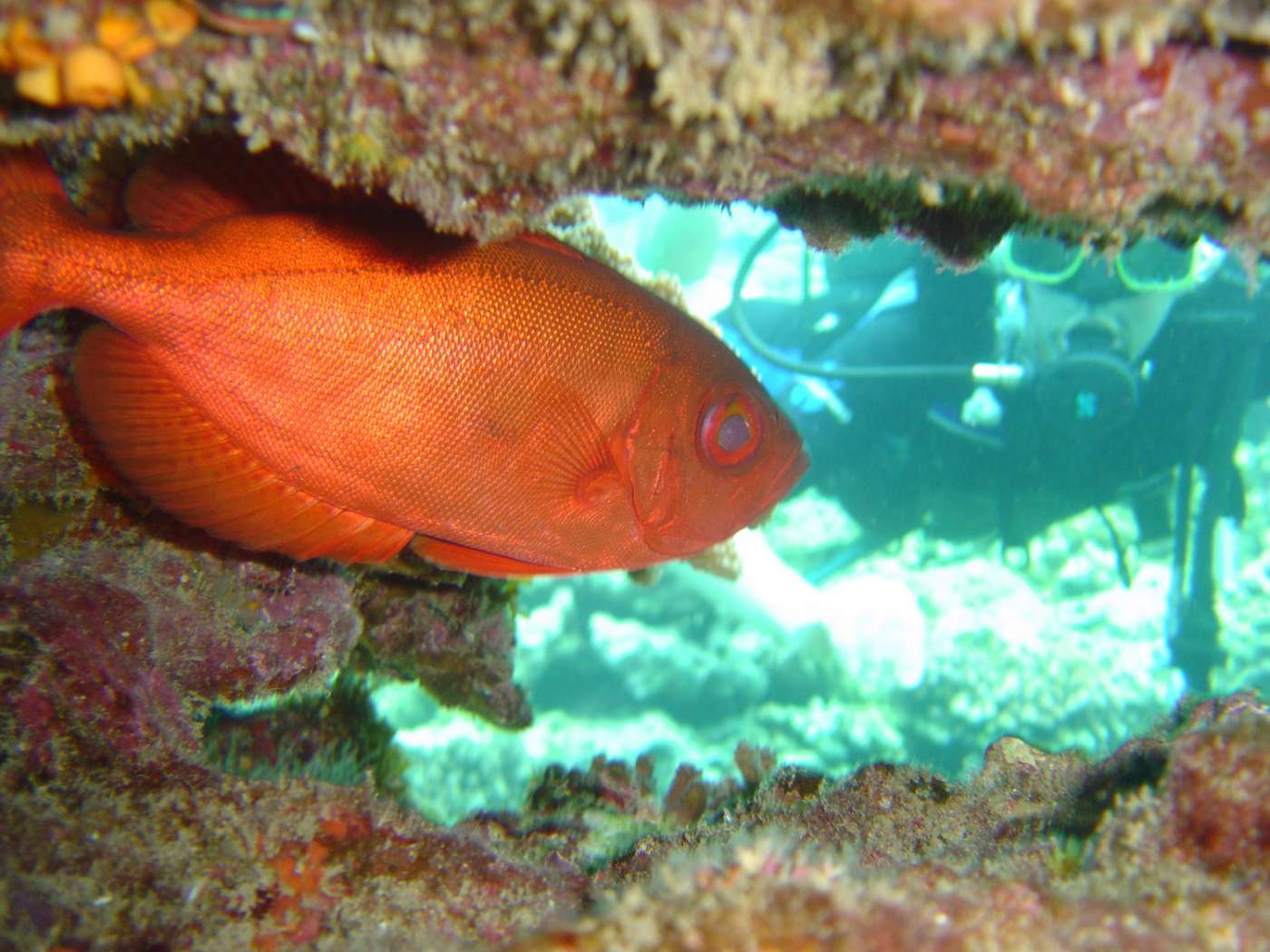 ESCAPADE PLONGÉE Station balnéaire La Saline-les-Bains 974
