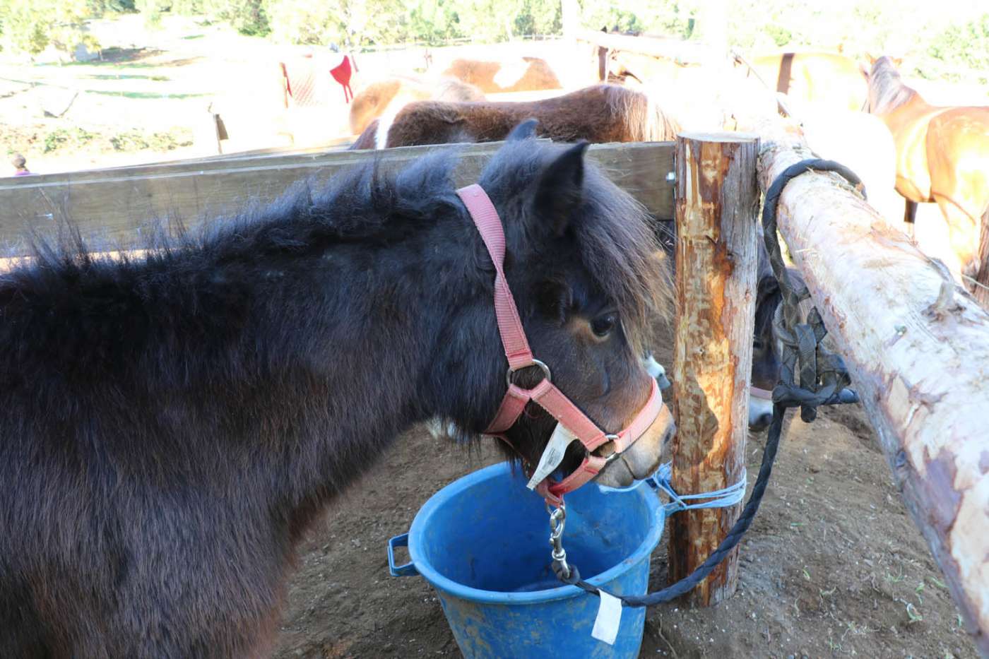 PONEY VERT Station balnéaire Saint-Gilles 974