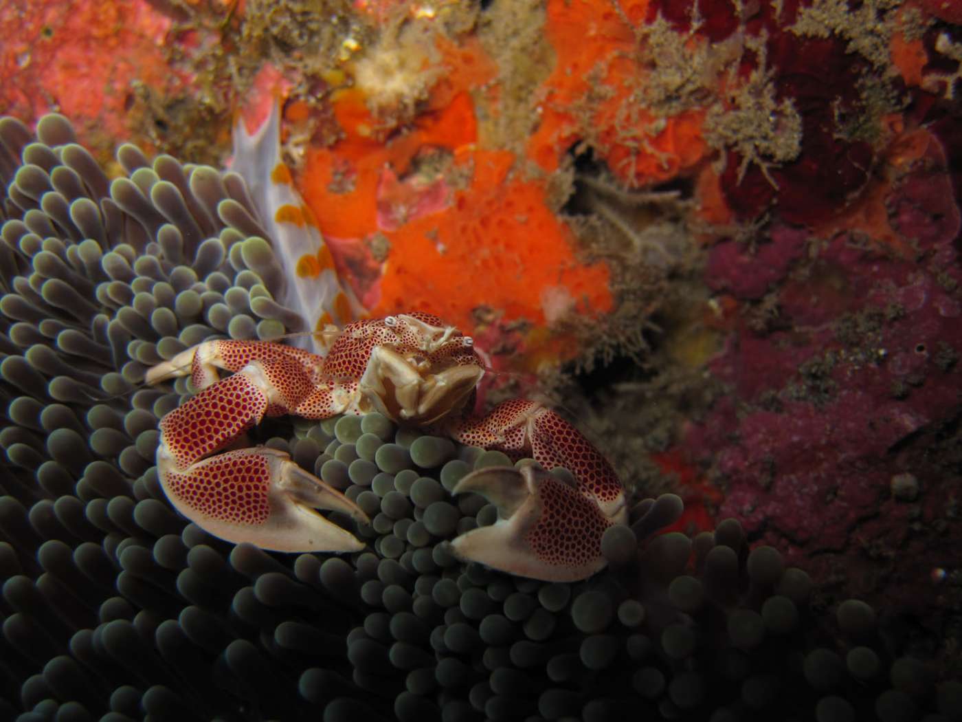 BULLE D'AIR Station balnéaire Saint-Gilles 974