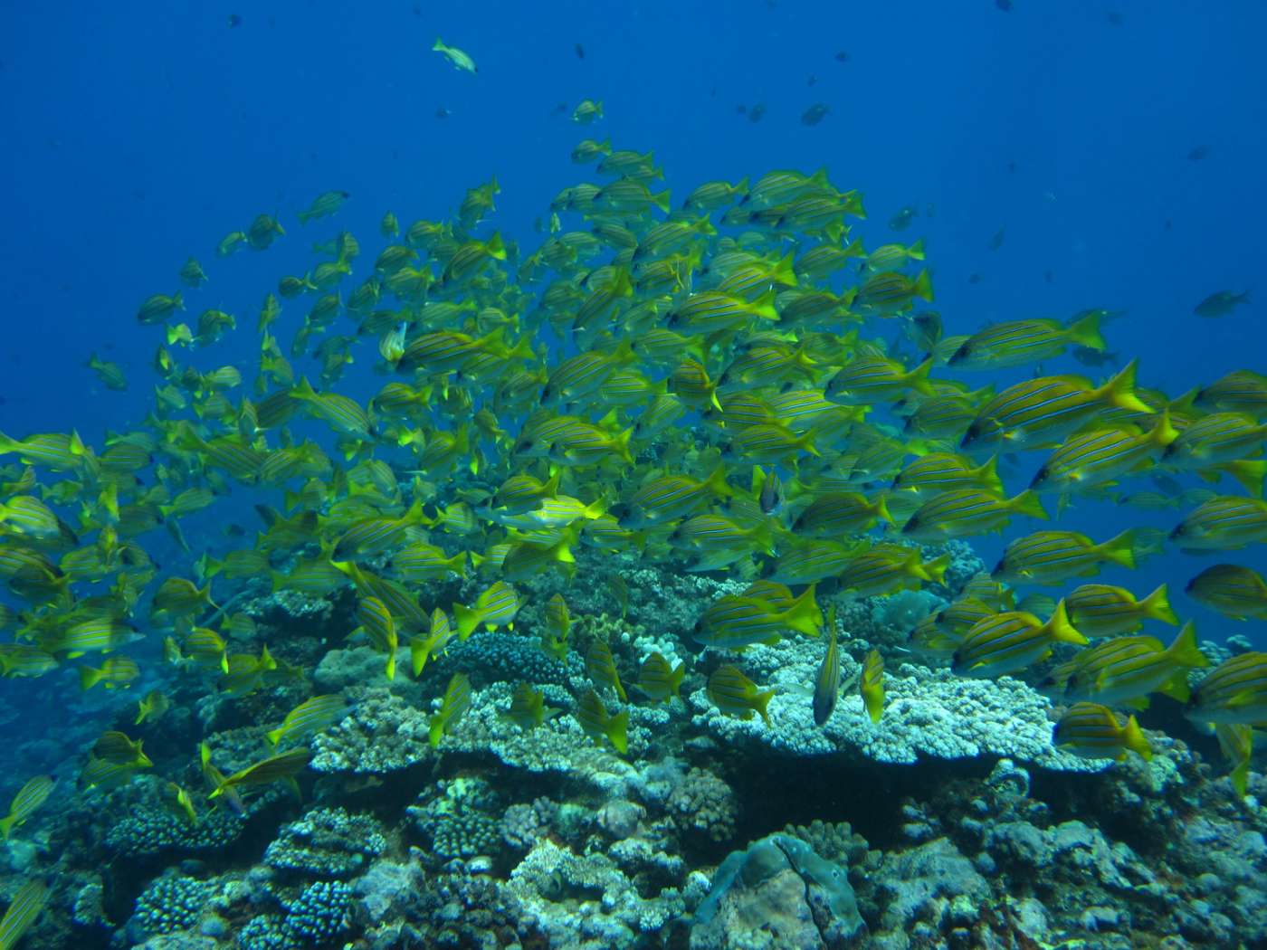 DETEND A ZOT Saint-Leu Centre-ville 974