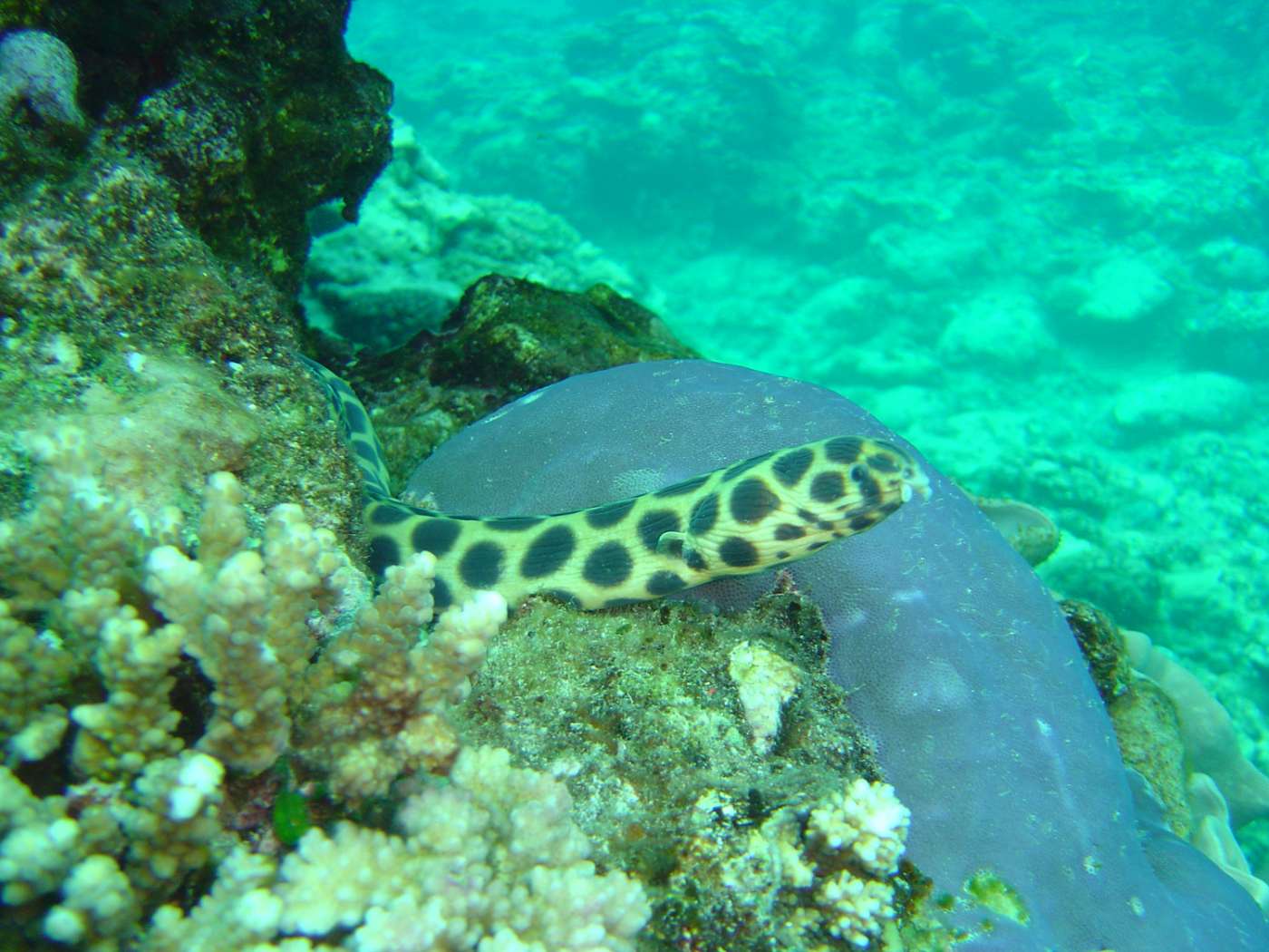 POA DIVE Saint-Leu  974