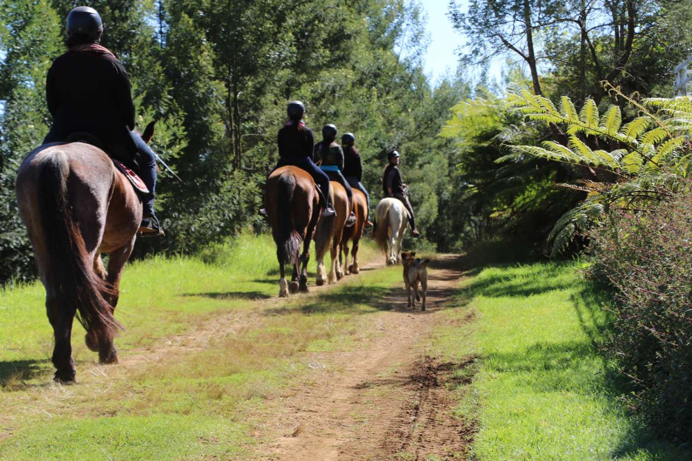 LES CHEVAUX DU MAIDO Saint-Paul Sur la route de Maïdo 974