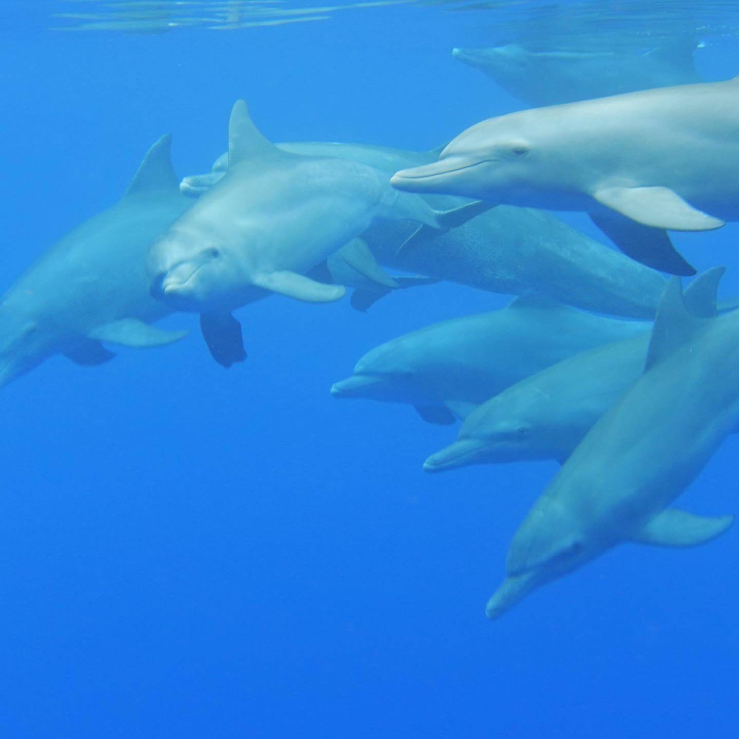 DUOCÉAN Saint-Gilles 974