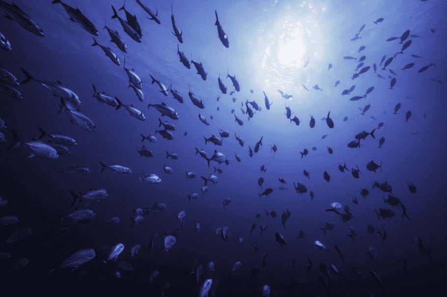 RÉUNION DIVING Saint-Gilles 974