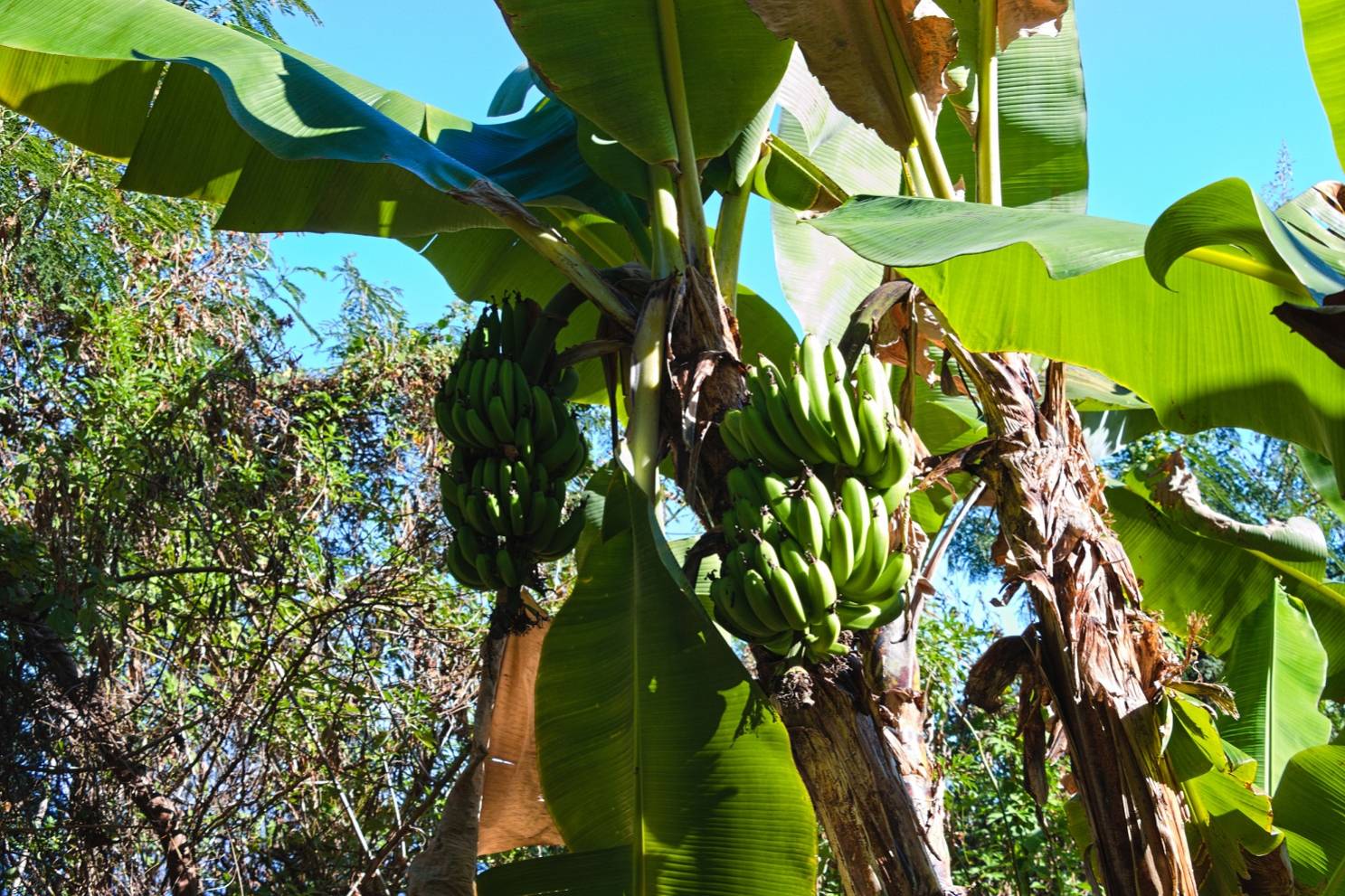 LA BANANERAIE BIO DE BOURBON Saint-Leu 974