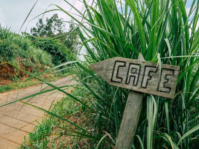 rencontre au domaine des caféiers à saint-paul, l'unique exploitation de café bourbon pointu bio de la réunion 974