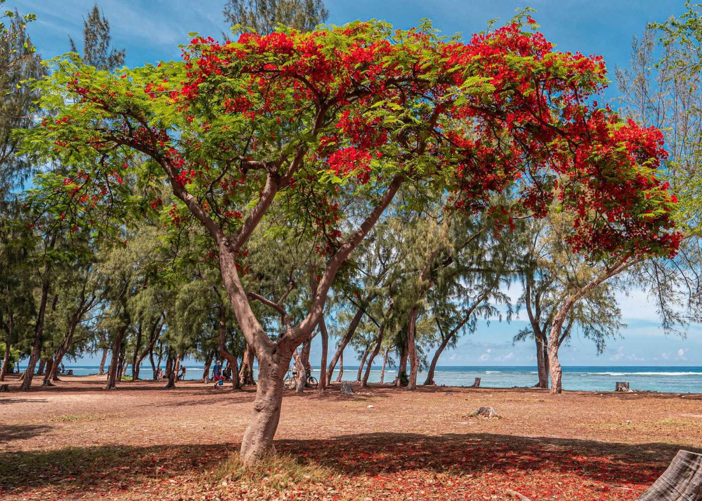 5 choses à faire lorsqu'on fête noël à l'ile de la réunion 974