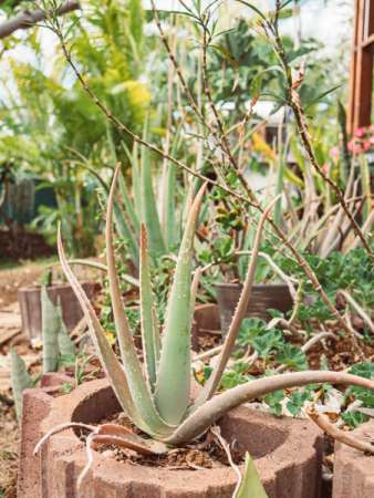 coup de soleil : comment l'apaiser avec un remède naturel fait maison à la réunion 974