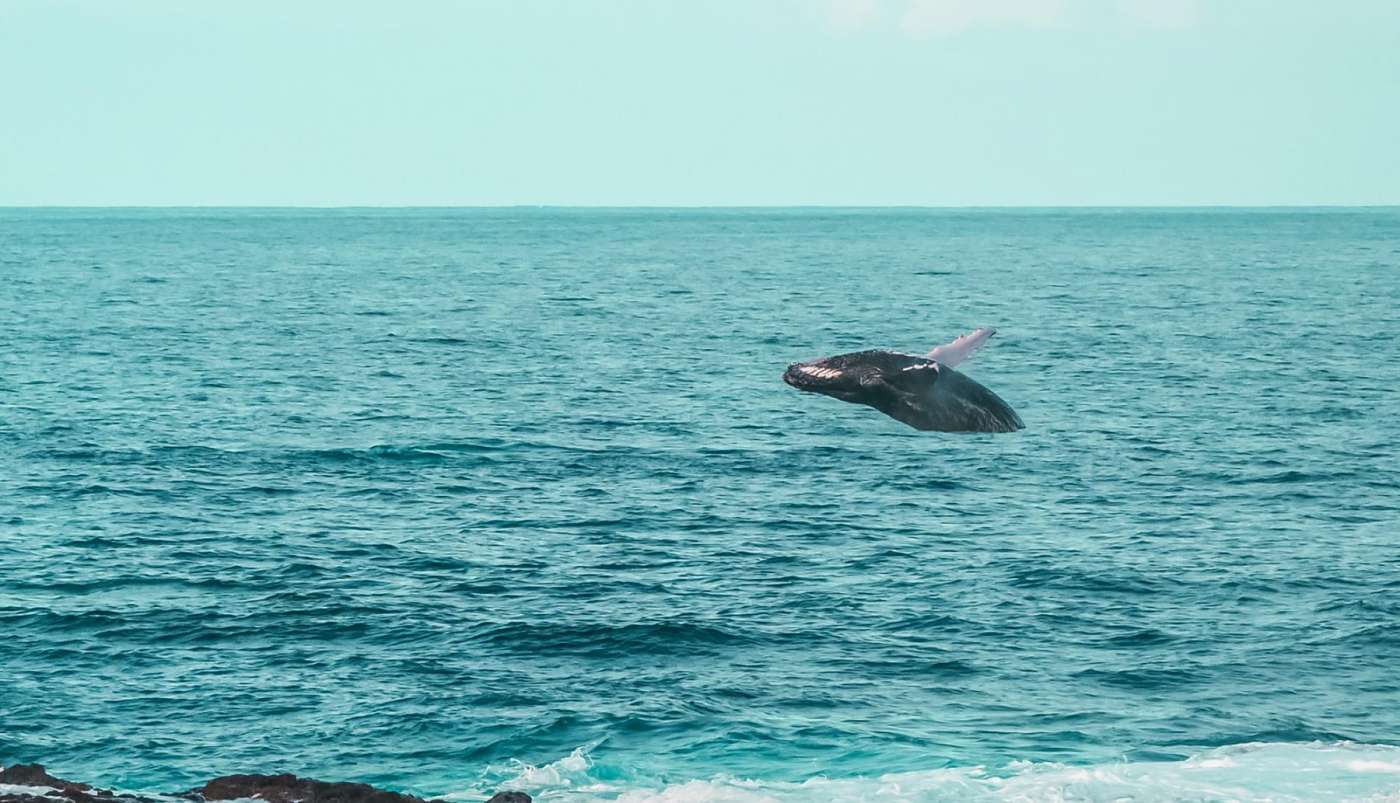 Voir les baleines à la réunion - les meilleurs spots de l'ouest 974