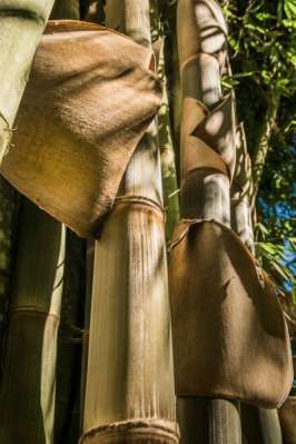 la bambusaie du guillaume rouvre ses portes 974