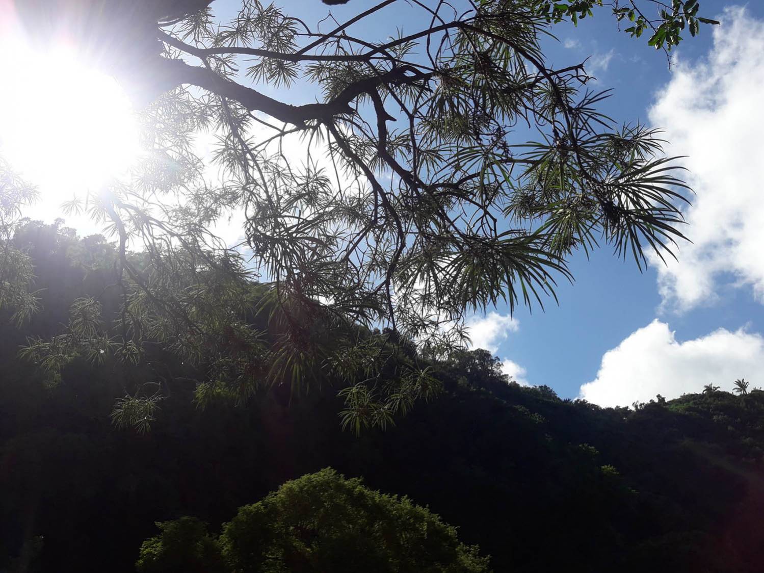 Le bois de paille en queue une plante endémique de la réunion Office