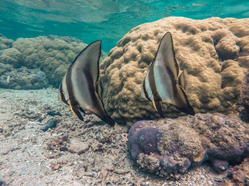 Où faire du snorkeling à La Réunion ? Les spots incontournables 974