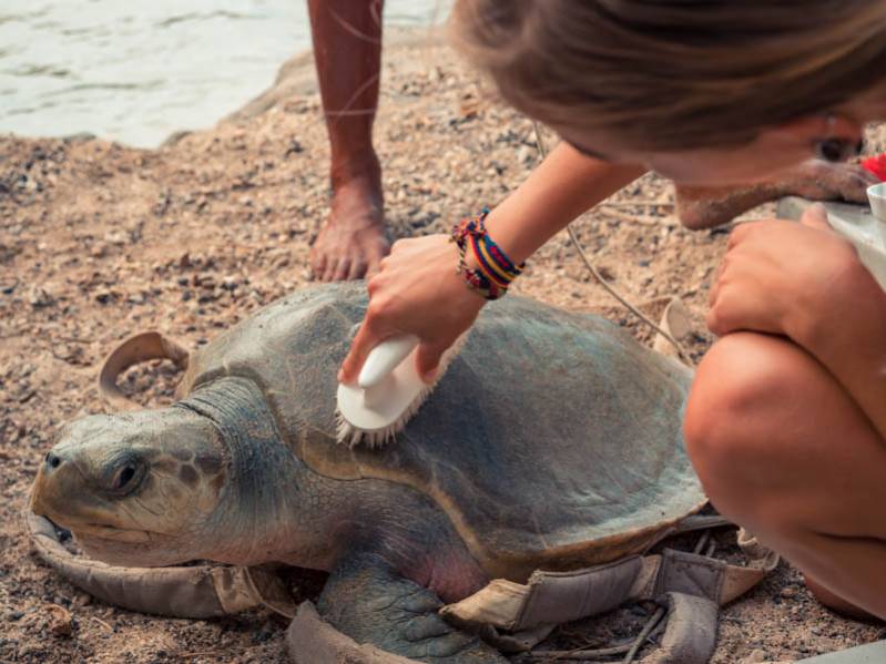 Les coulisses de Kelonia : une journée dans la peau d'un soigneur de tortue 974