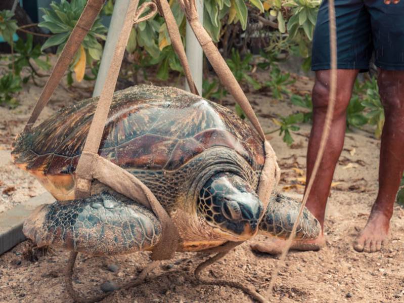 Les coulisses de Kelonia : une journée dans la peau d'un soigneur de tortue 974