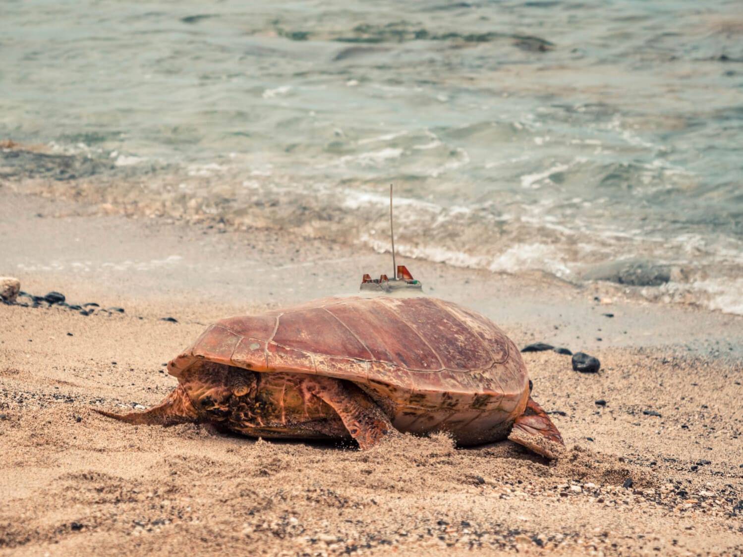 Les coulisses de Kelonia : une journée dans la peau d'un soigneur de tortue