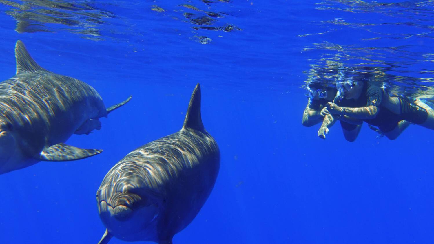 nager avec les dauphins à l'ile de La Réunion