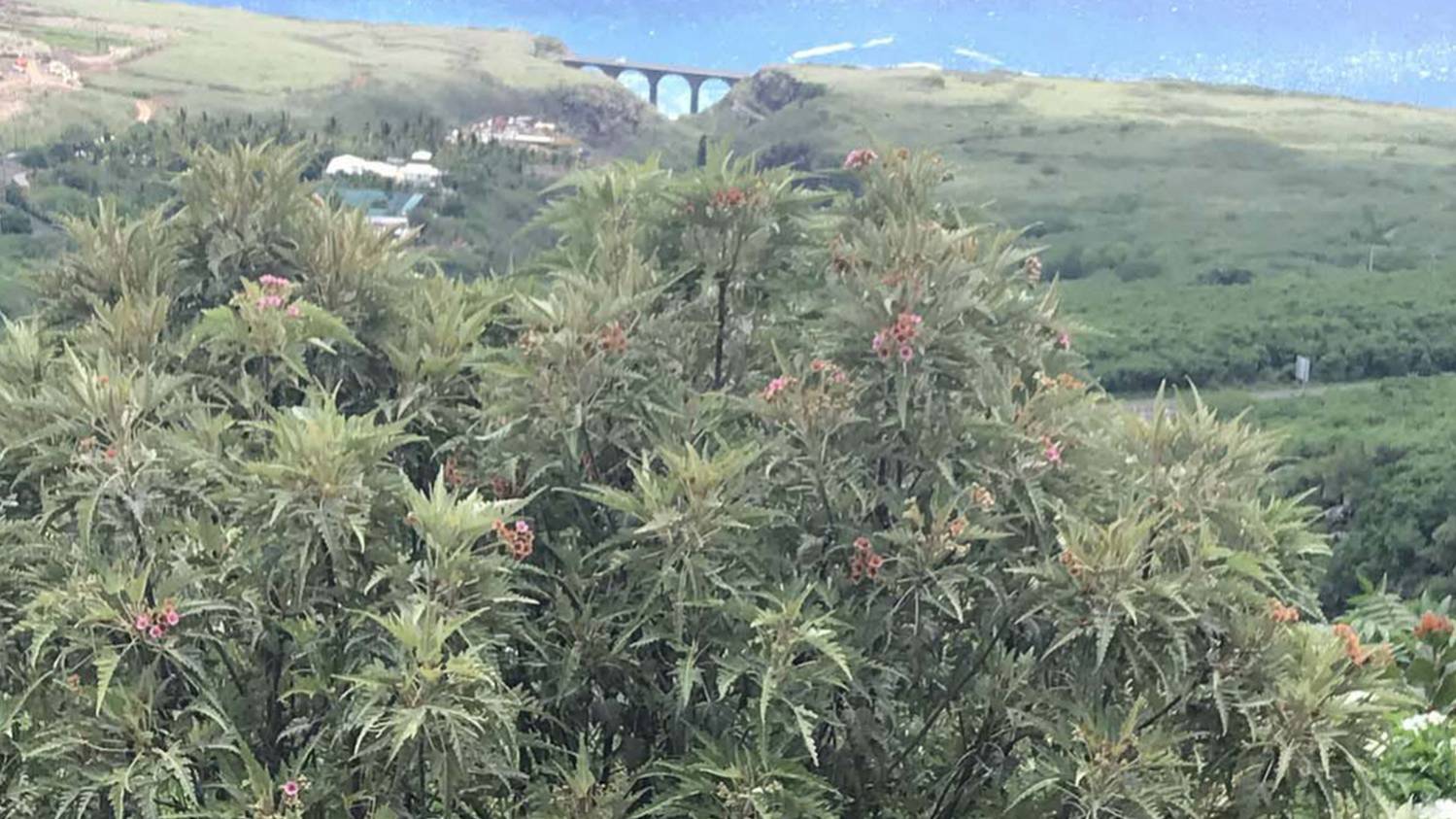 Le bois de senteur blanc est une espèce végétale endémique de la