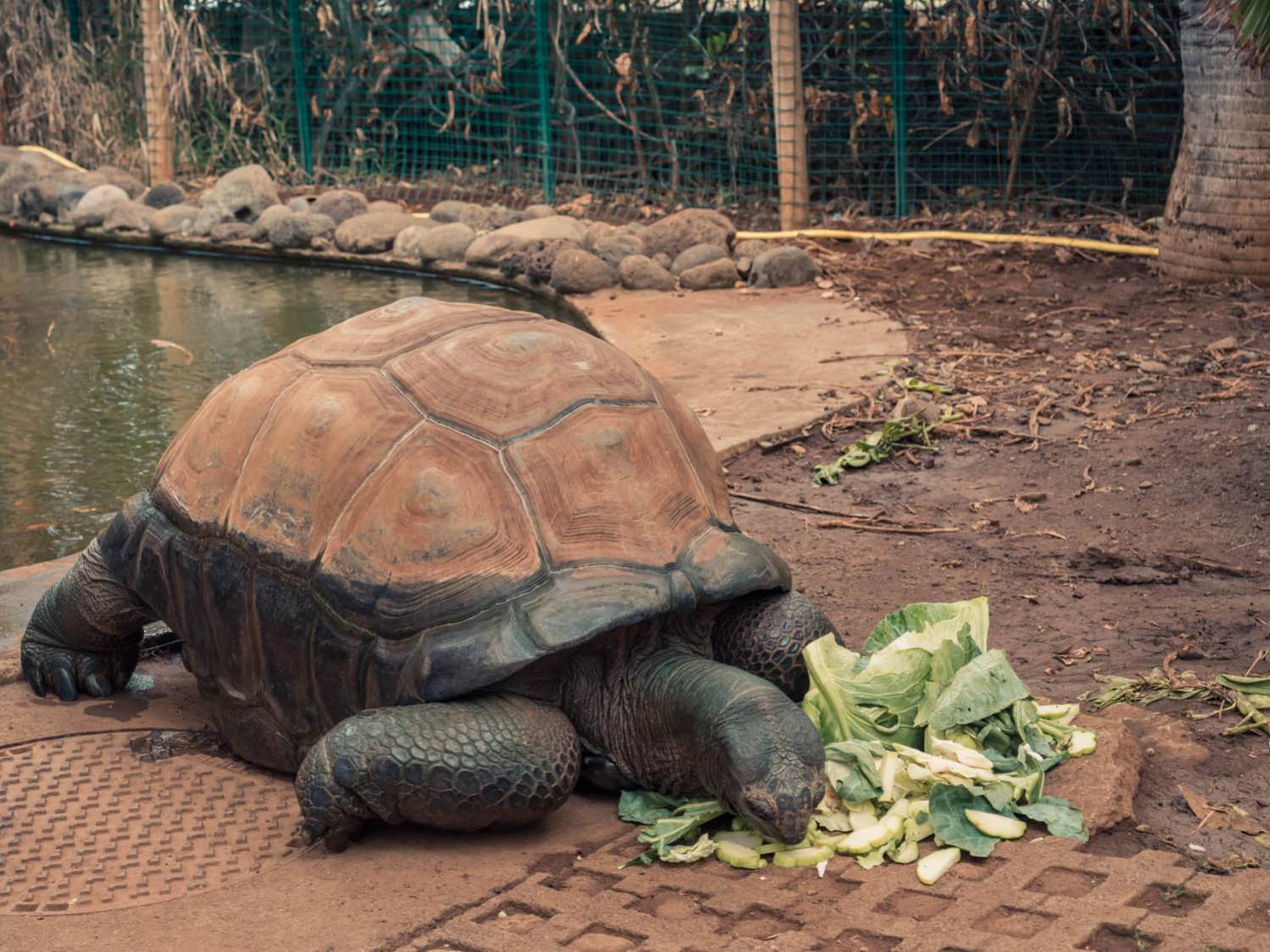 LA TORTUE DE BOURBON REUNION 974