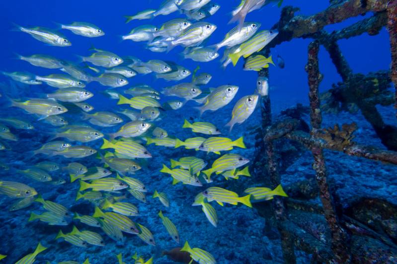 TOP 5 DES SPOTS DE PLONGÉE À LA RÉUNION 