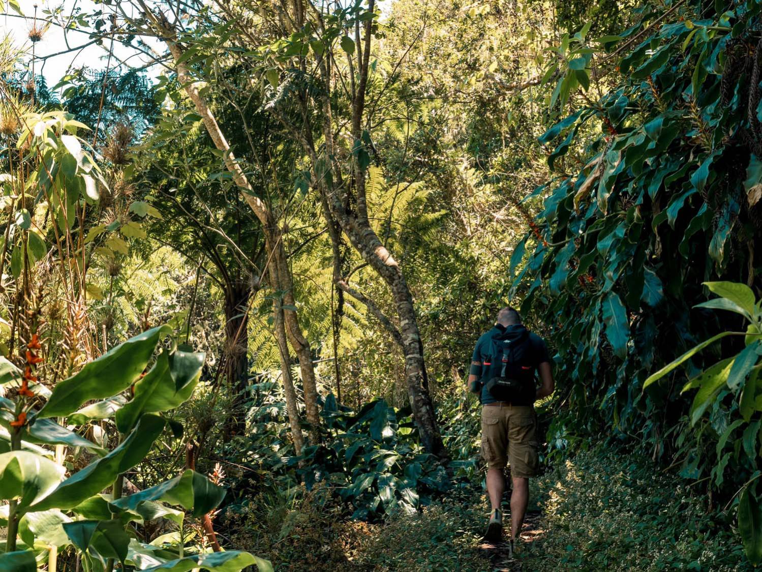 LA RÉSERVE BIOLOGIQUE DE BOIS DE NÈFLES SAINT-PAUL DE LA RÉUNION 974