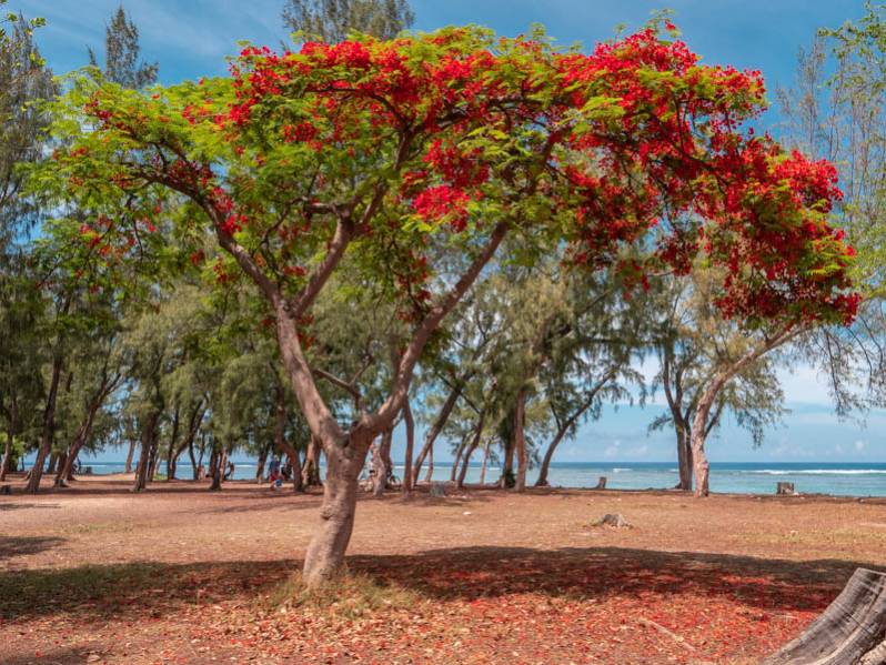 Les bonnes raisons de choisir la côte Ouest pour vos vacances de Noël à La Réunion 974