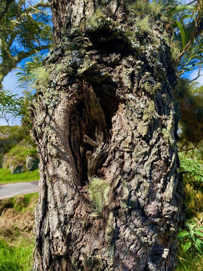 LA FORÊT PRIMAIRE DU MAÏDO DE LA RÉUNION 974