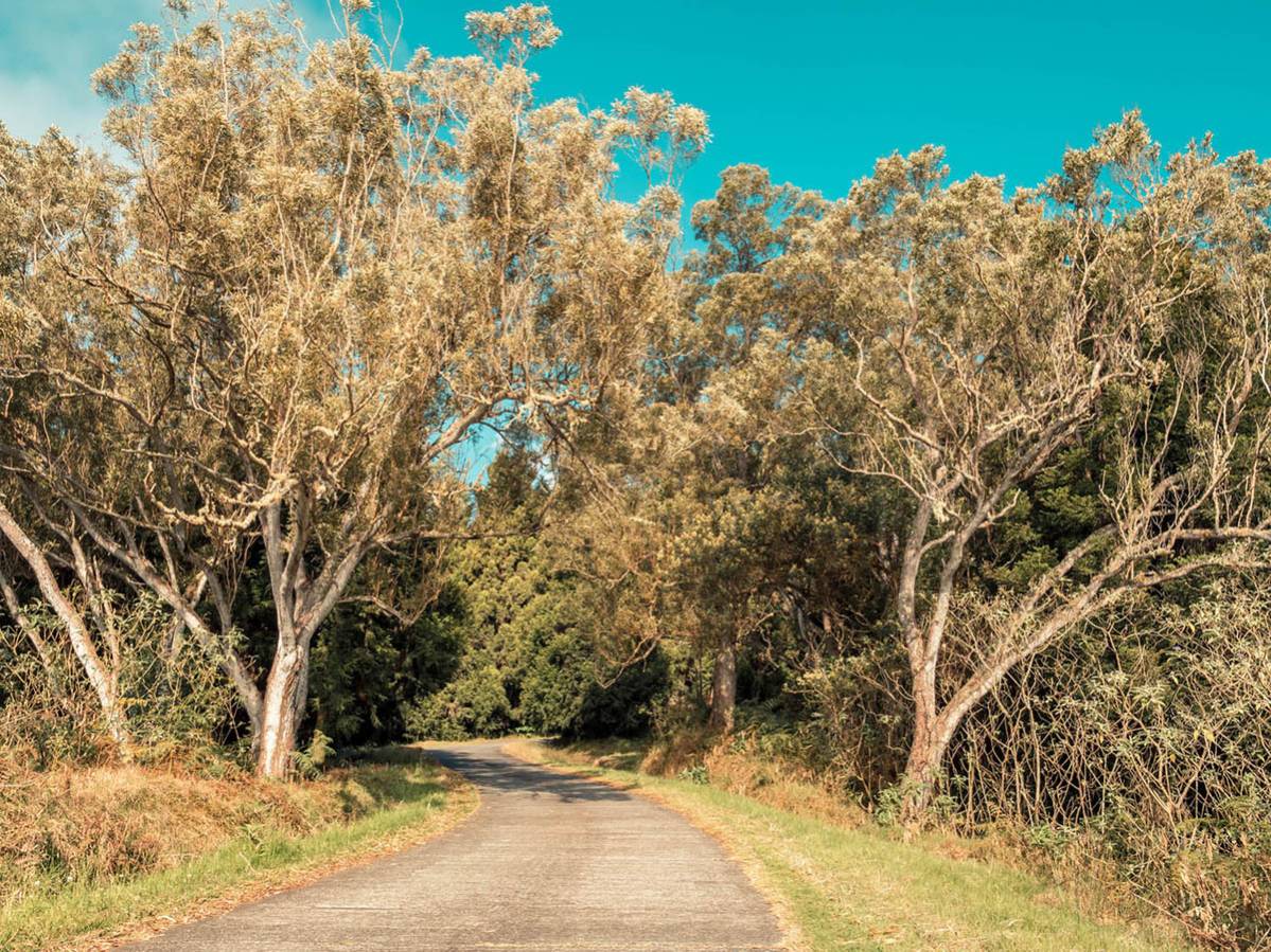 LA FORÊT PRIMAIRE DU MAIDO REUNION 974