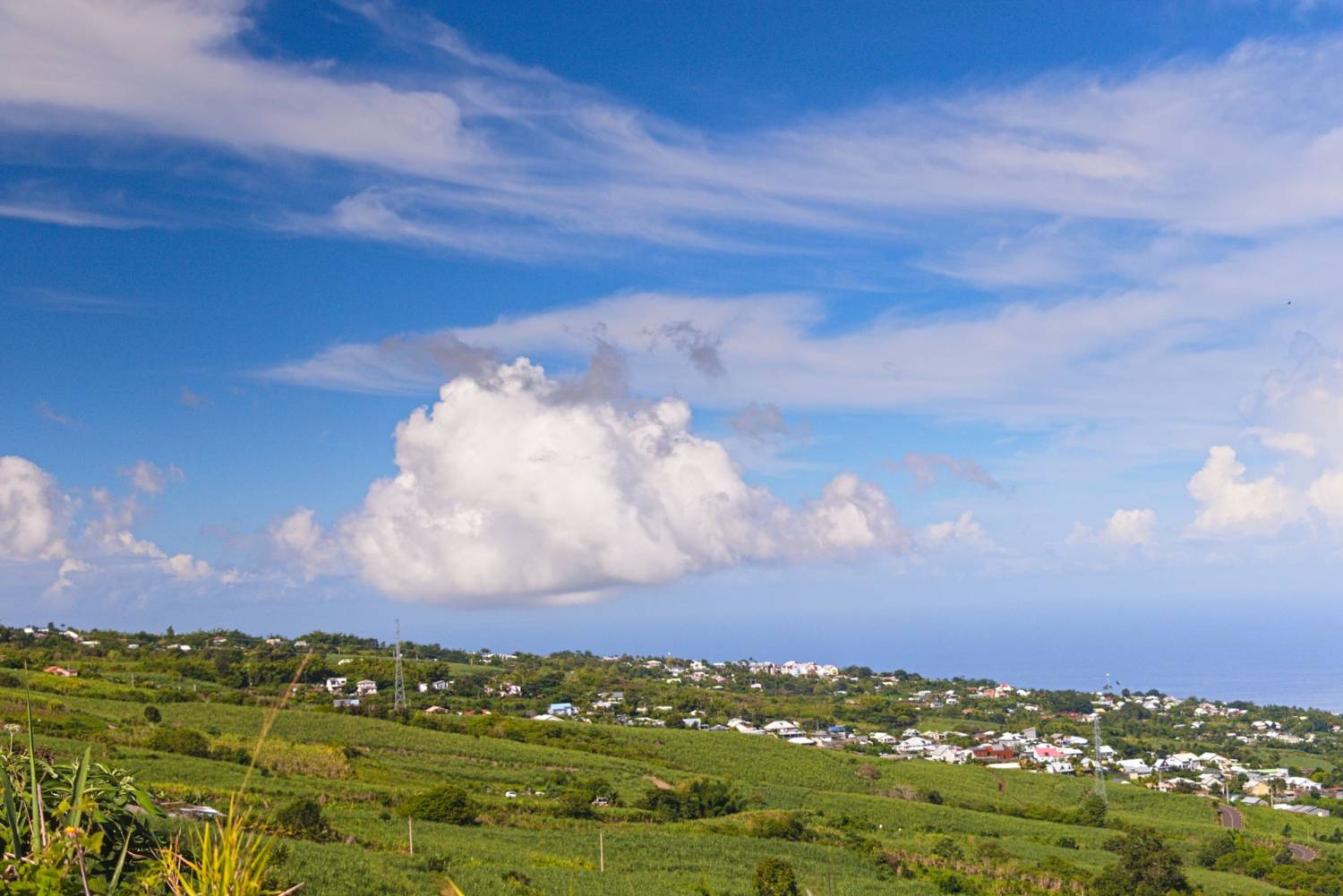 LE PAPANGUE DE LA RÉUNION 974