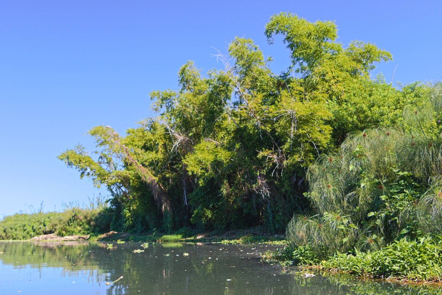 LE PAPANGUE DE LA RÉUNION 974