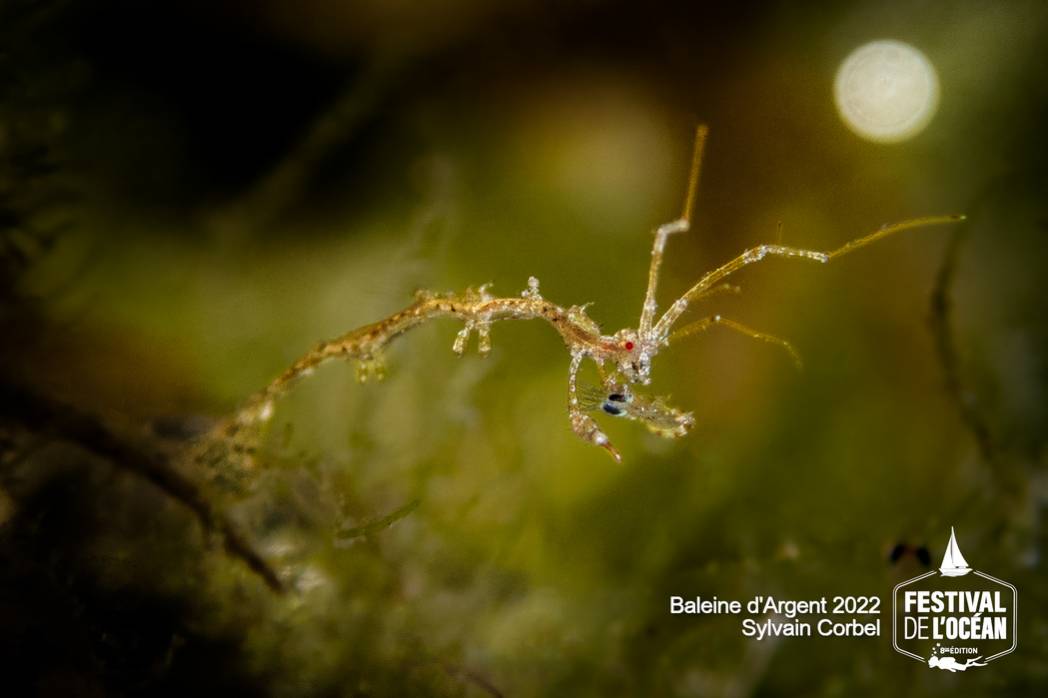 PALMARÈS DES CONCOURS PHOTOS ET VIDÉOS DU FESTIVAL DE L'OCÉAN 2022 974