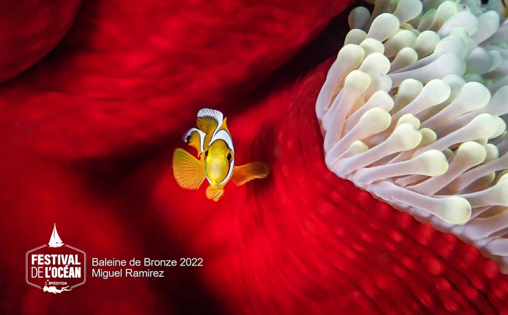 PALMARÈS DES CONCOURS PHOTOS ET VIDÉOS DU FESTIVAL DE L'OCÉAN 2022 974