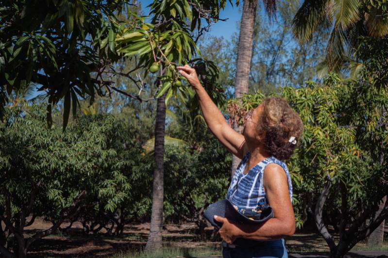 3 hébergements pour des vacances au coeur d'une exploitation agricole à La Réunion 974