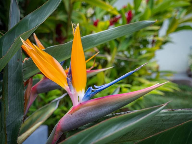 Les fleurs de l'île de La Réunion : une escale parfumée au coeur de l'océan Indien