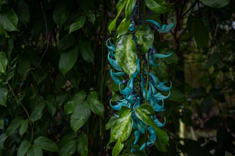 Les fleurs de l'île de La Réunion : une escale parfumée au coeur de l'océan Indien 974