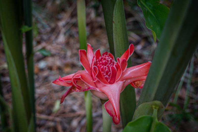 Les fleurs de l'île de La Réunion : une escale parfumée au coeur de l'océan Indien 974