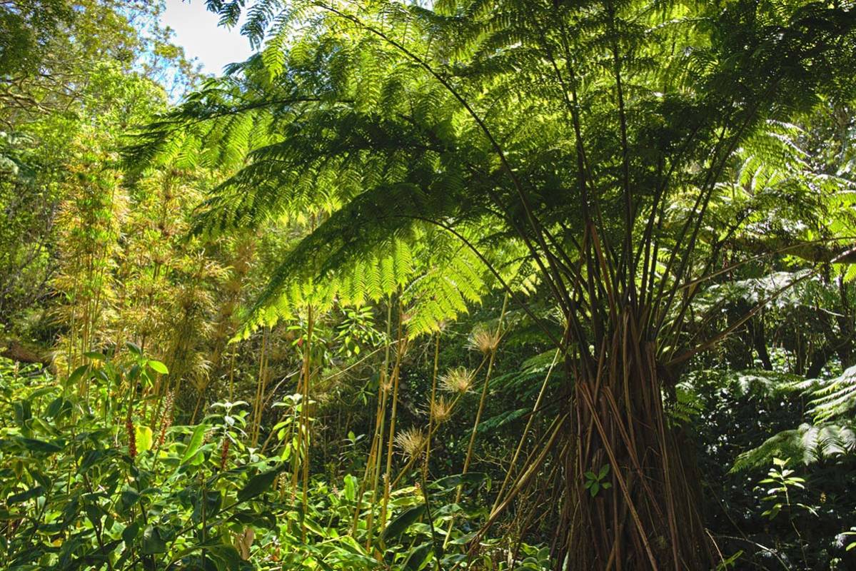 LES FORÊTS DE L'OUEST DE LA RÉUNION 974