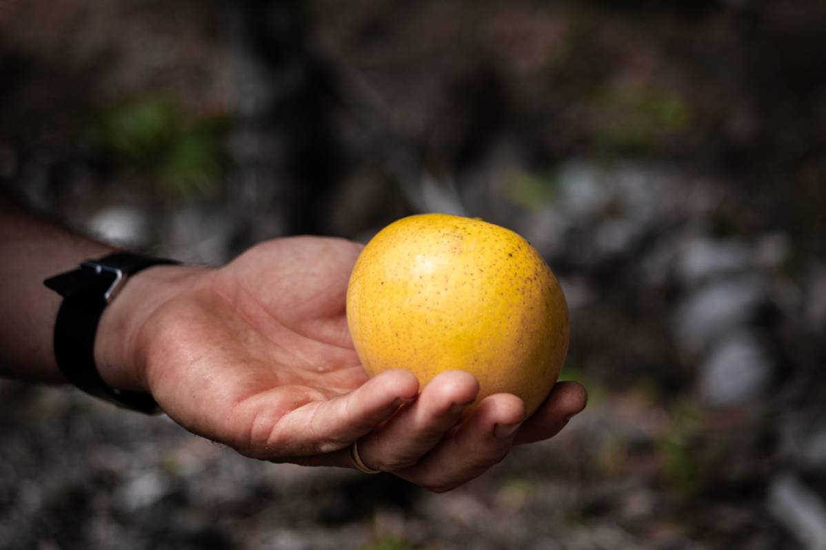 Les Vergers de Marie : une seconde vie pour les fruits péi 974