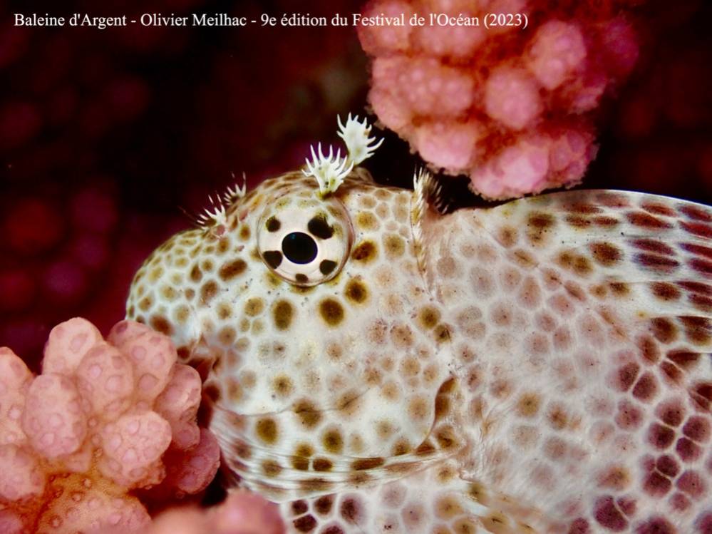 Palmarès de la 9e édition du Festival de l'Océan de l'Ile de La Réunion 974