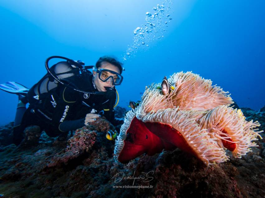 Plongée en petit comité à La Réunion : Explorez les fonds marins en VIP ! 974