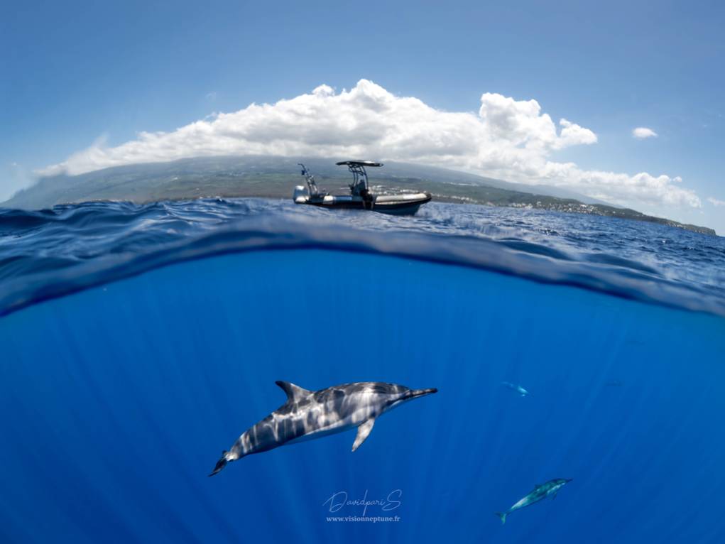 Plongée en petit comité à La Réunion : Explorez les fonds marins en VIP ! 974
