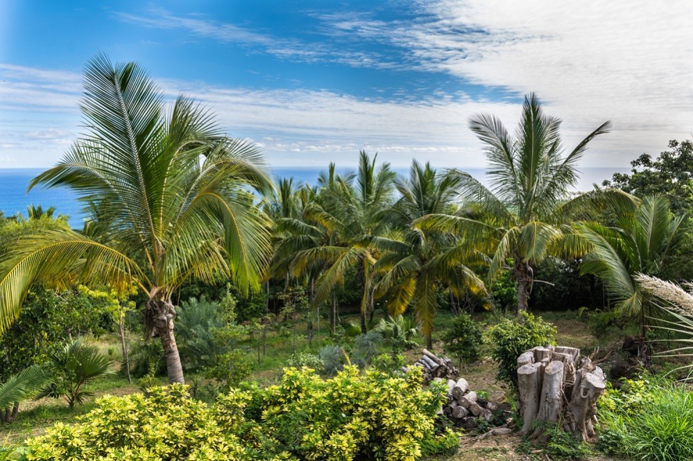 Les plus beaux jardins de l'Ouest à visiter pour découvrir la flore de La Réunion