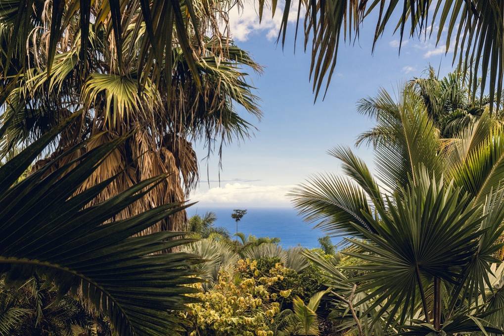 Les plus beaux jardins de l'Ouest à visiter pour découvrir la flore de La Réunion 974