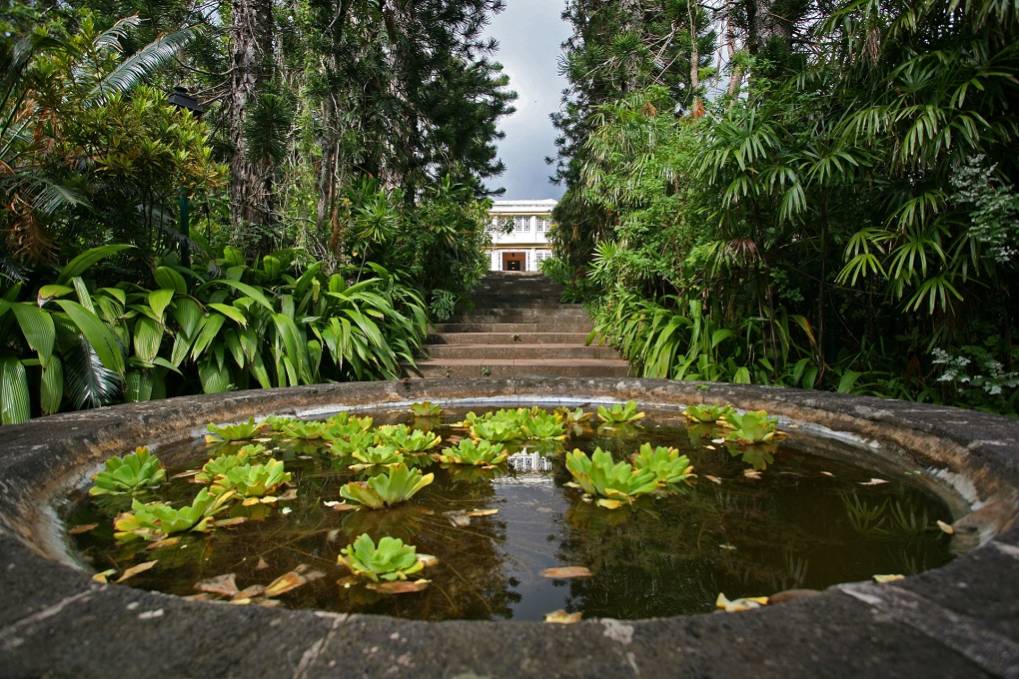 Les plus beaux jardins de l'Ouest à visiter pour découvrir la flore de La Réunion 974