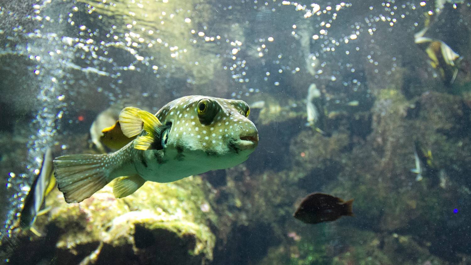 Animations et ateliers à l'Aquarium de La Réunion : une sortie famille originale pendant les vacances 974