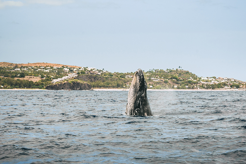 observer les baleines et les dauphins à l'ile de La Réunion 974
