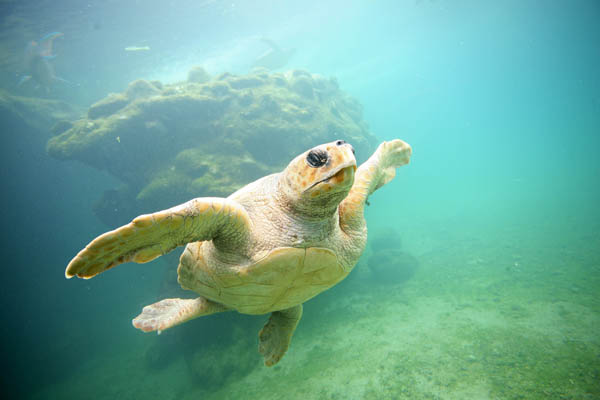 observer les poissons et les tortues à l'ile de La Réunion 974